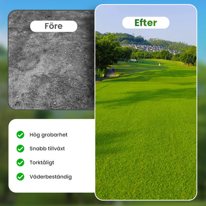 Gräsfrön för gräsmatta och golfbana